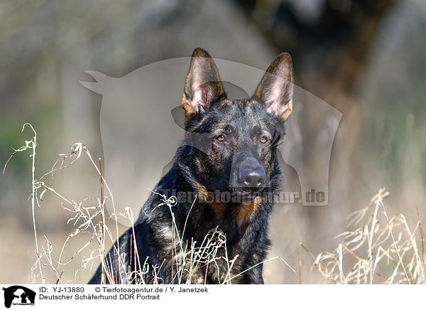 Deutscher Schferhund DDR Portrait / German Shepherd GDR Portrait / YJ-13880