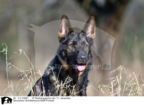 Deutscher Schferhund DDR Portrait / YJ-13881