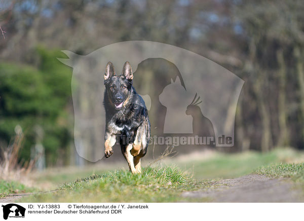 rennender Deutscher Schferhund DDR / YJ-13883