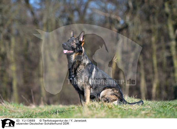 sitzender Deutscher Schferhund DDR / YJ-13889