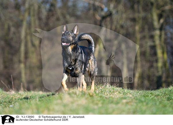 laufender Deutscher Schferhund DDR / YJ-13890