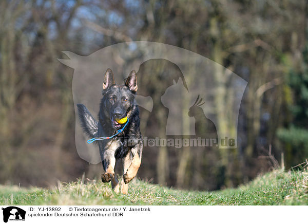 spielender Deutscher Schferhund DDR / YJ-13892