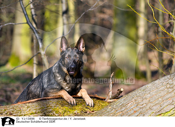 Deutscher Schferhund DDR / YJ-13896