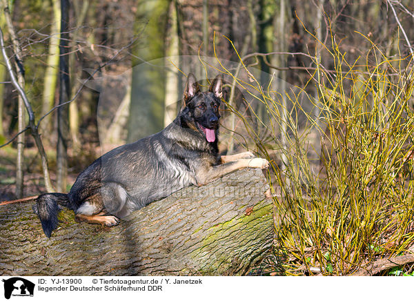 liegender Deutscher Schferhund DDR / lying German Shepherd GDR / YJ-13900