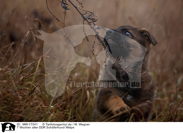 7 Wochen alter DDR Schferhund Welpe / MW-17041