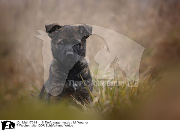 7 Wochen alter DDR Schferhund Welpe / 7 weeks old GDR Shepherd Puppy / MW-17048