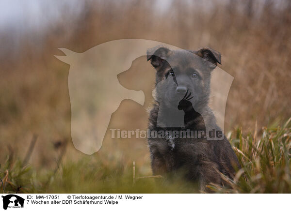 7 Wochen alter DDR Schferhund Welpe / 7 weeks old GDR Shepherd Puppy / MW-17051