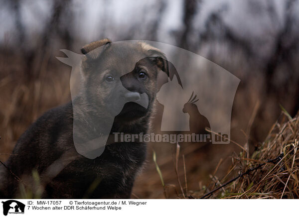 7 Wochen alter DDR Schferhund Welpe / 7 weeks old GDR Shepherd Puppy / MW-17057