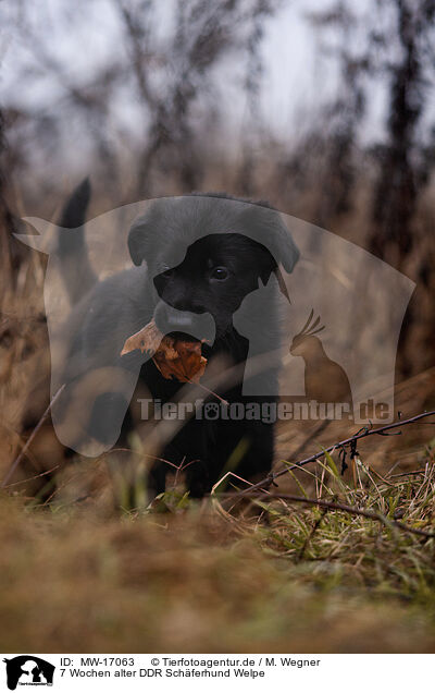 7 Wochen alter DDR Schferhund Welpe / 7 weeks old GDR Shepherd Puppy / MW-17063