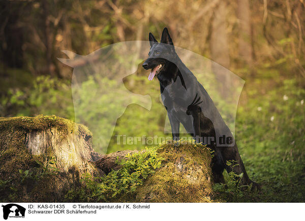 Schwarzer DDR Schferhund / KAS-01435