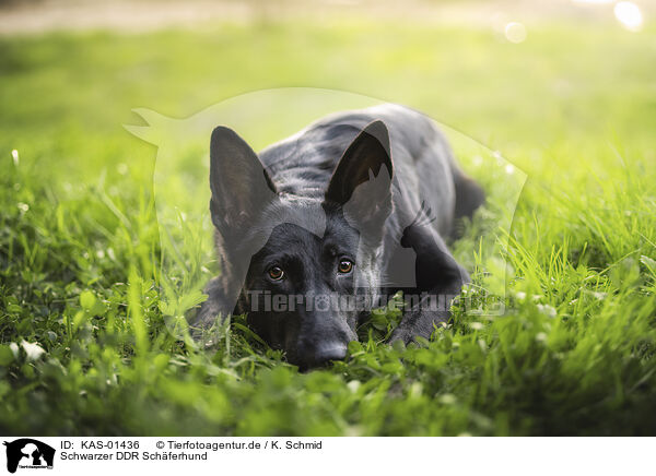 Schwarzer DDR Schferhund / KAS-01436