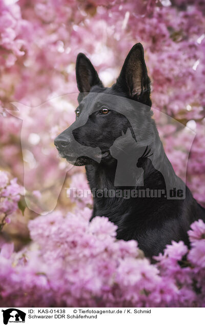 Schwarzer DDR Schferhund / KAS-01438