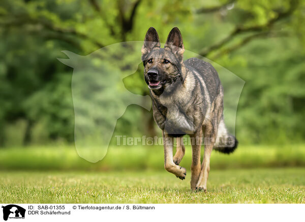 DDR Schferhund / GDR Shepherd / SAB-01355