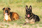 2 liegende Hunde