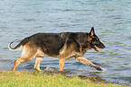 rennender Deutscher Schferhund DDR