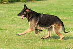 rennender Deutscher Schferhund DDR