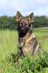 Deutscher Schferhund DDR Portrait