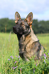 Deutscher Schferhund DDR Portrait