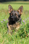 Deutscher Schferhund DDR Portrait