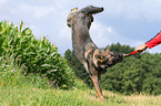 spielender Deutscher Schferhund DDR