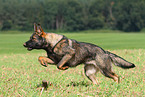 rennender Deutscher Schferhund DDR