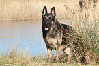 stehender Deutscher Schferhund DDR