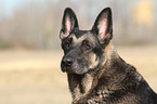 Deutscher Schferhund DDR Portrait