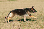 rennender Deutscher Schferhund DDR