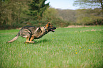 rennender Deutscher Schferhund DDR