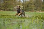 rennender Deutscher Schferhund DDR
