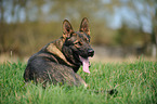 liegender Deutscher Schferhund DDR