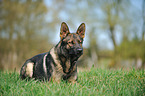liegender Deutscher Schferhund DDR