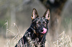 Deutscher Schferhund DDR Portrait