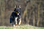 spielender Deutscher Schferhund DDR