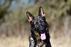 Deutscher Schferhund DDR Portrait