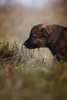 7 Wochen alter DDR Schferhund Welpe
