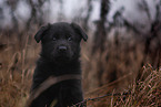 7 Wochen alter DDR Schferhund Welpe