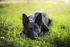 Schwarzer DDR Schferhund