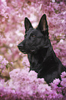 Schwarzer DDR Schferhund
