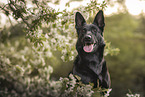 Schwarzer DDR Schferhund