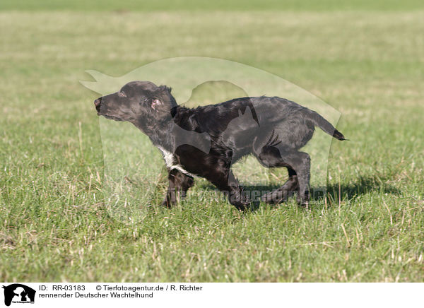 rennender Deutscher Wachtelhund / running dog / RR-03183