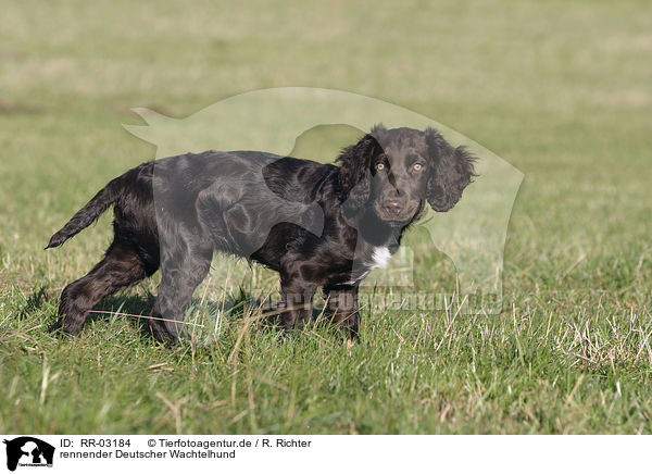 rennender Deutscher Wachtelhund / running dog / RR-03184