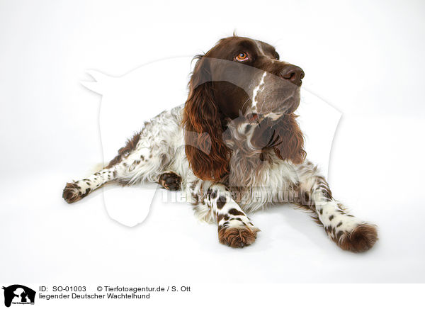 liegender Deutscher Wachtelhund / lying Spaniel / SO-01003