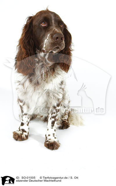 sitzender Deutscher Wachtelhund / sittng Spaniel / SO-01005