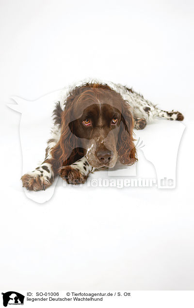 liegender Deutscher Wachtelhund / lying Spaniel / SO-01006