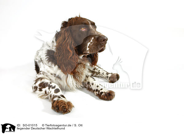 liegender Deutscher Wachtelhund / lying Spaniel / SO-01015