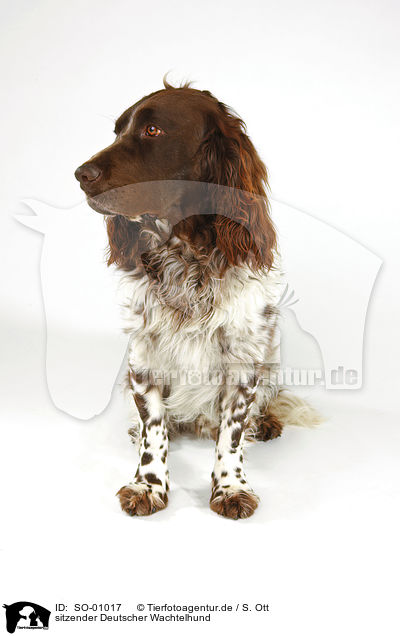 sitzender Deutscher Wachtelhund / sittng Spaniel / SO-01017