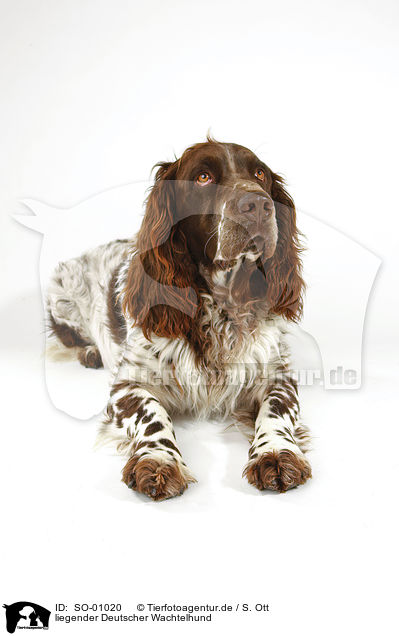 liegender Deutscher Wachtelhund / lying Spaniel / SO-01020