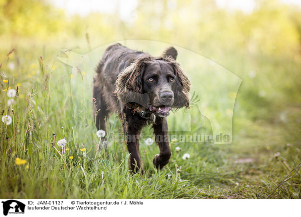 laufender Deutscher Wachtelhund / JAM-01137