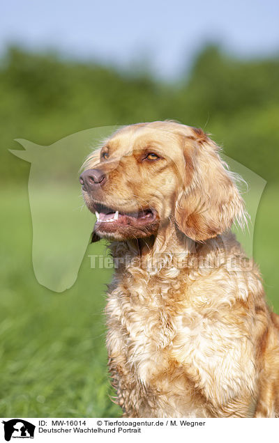Deutscher Wachtelhund Portrait / MW-16014